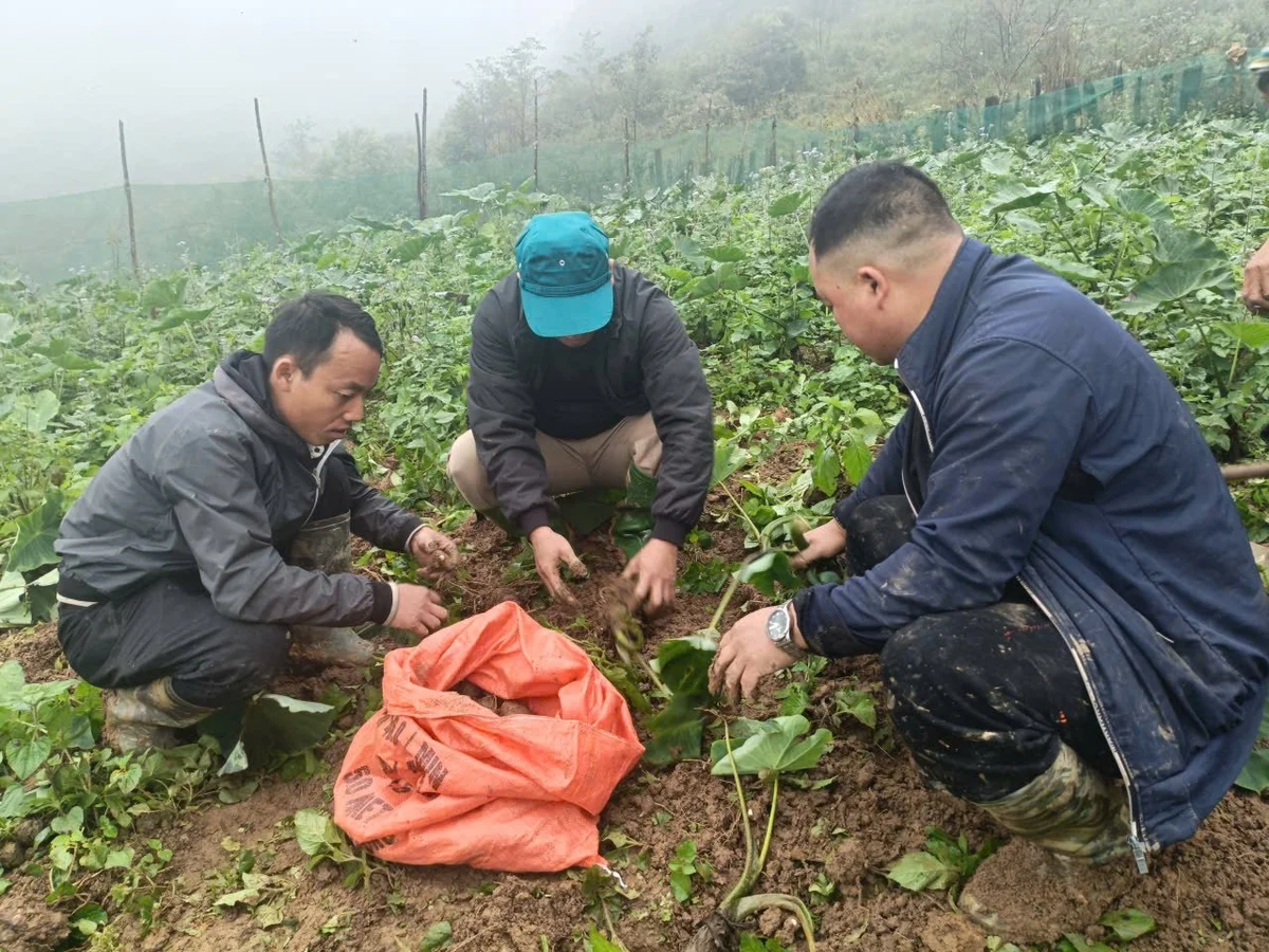 cay khoai so thap sang vung dat 4 mua may phu