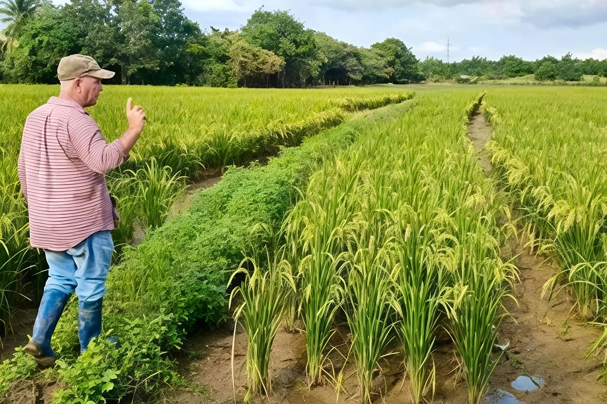 VIBA - Hạt vàng của tình hữu nghị Việt Nam - Cuba
