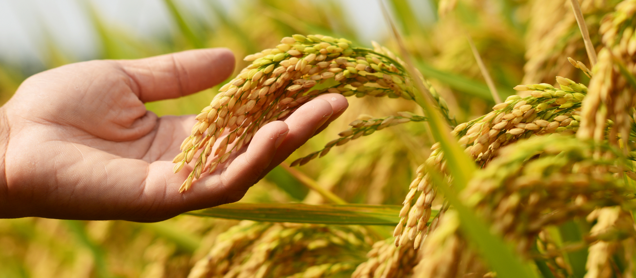 KIẾN TẠO HỆ SINH THÁI NÔNG NGHIỆP BỀN VỮNG